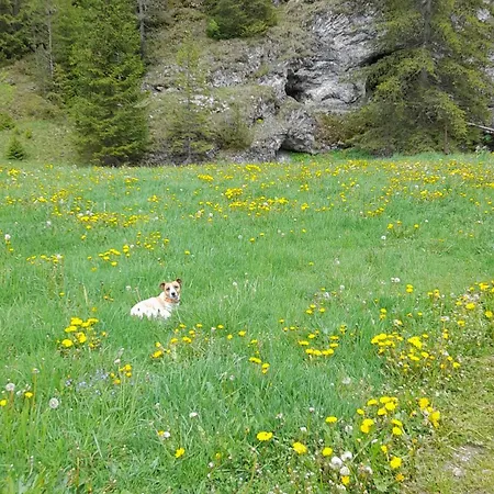 Guest house Chobaka 3*